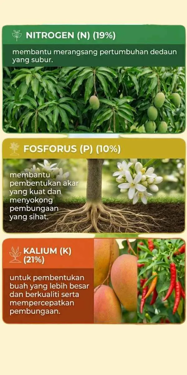 Paksa Berbunga