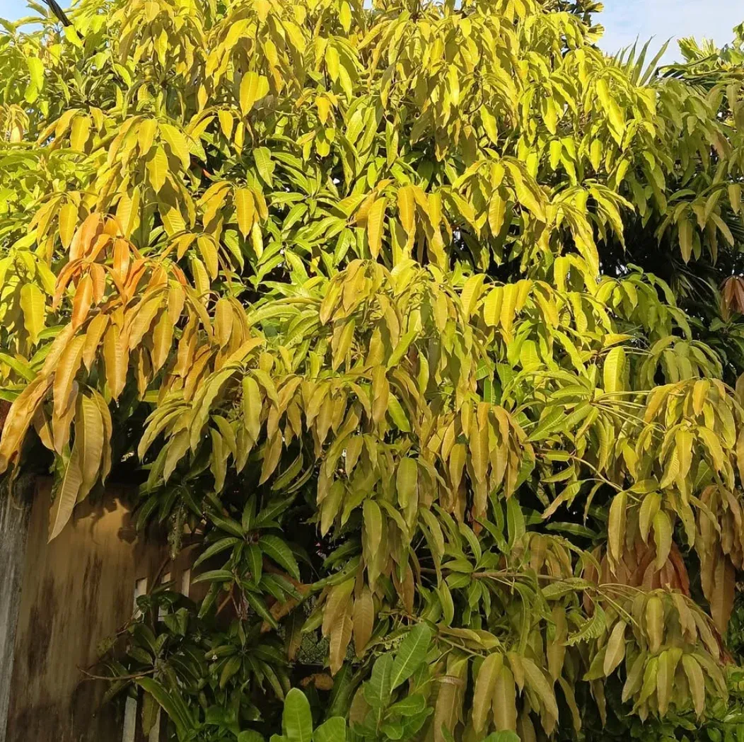 Pokok Daun Saja