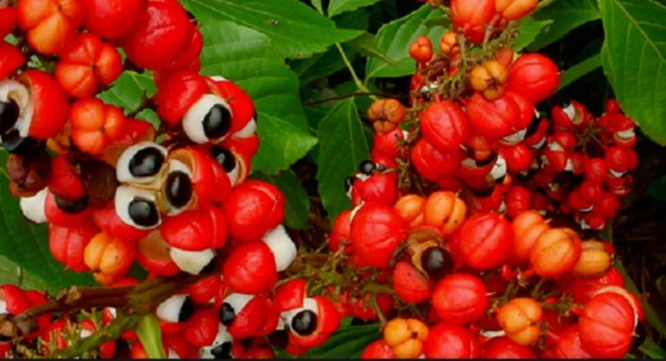 Guarana Premium