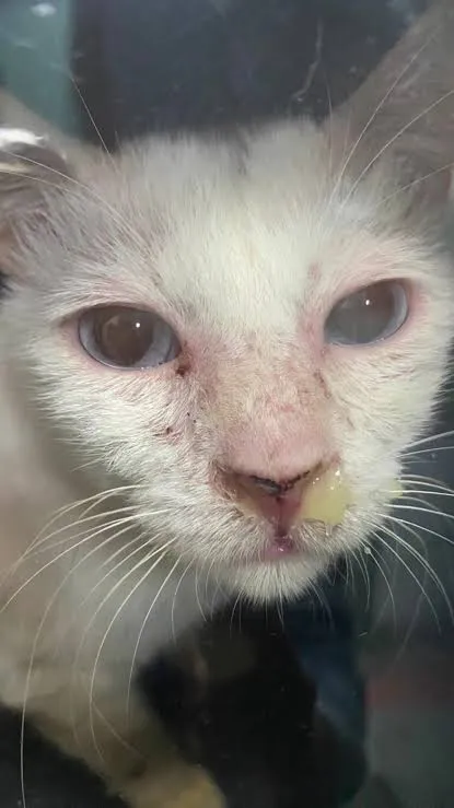 Kucing Selesema