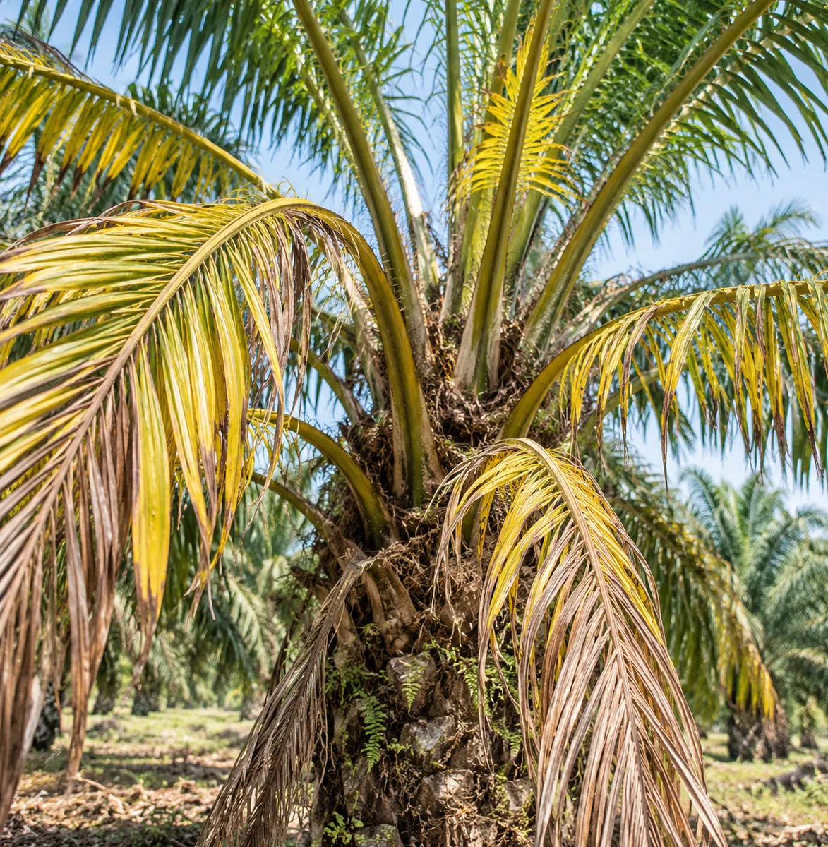 Pokok Kuning